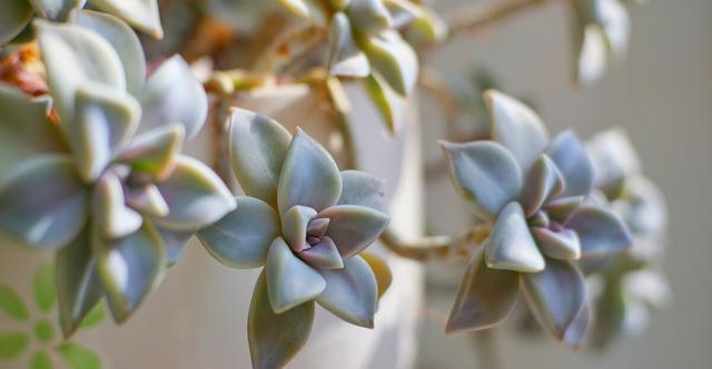 夏季|多肉里的普货也能养出好状态,以下普货多肉,好养易出状态