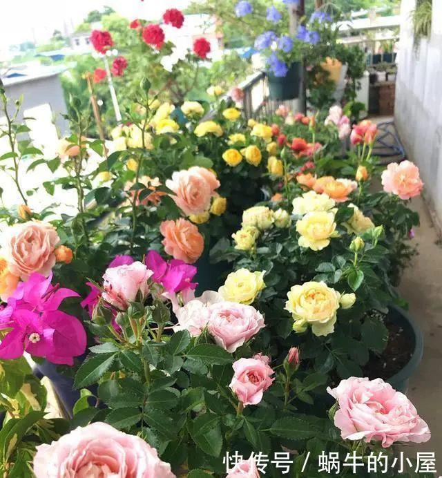 养花“学一招”,不花钱,家里也能成小花园