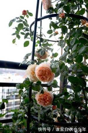 最值得养的盆栽花，漂亮不输牡丹，花香四溢，四季开花，还很好养