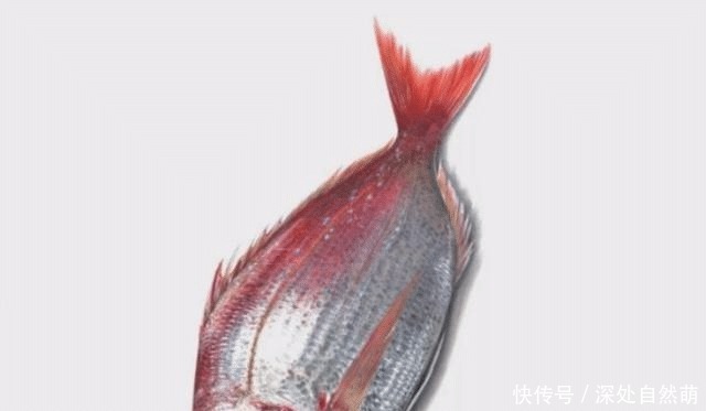 日本90后画家画鱼堪比冷军!没有画水,却画出了鱼游动的感觉!