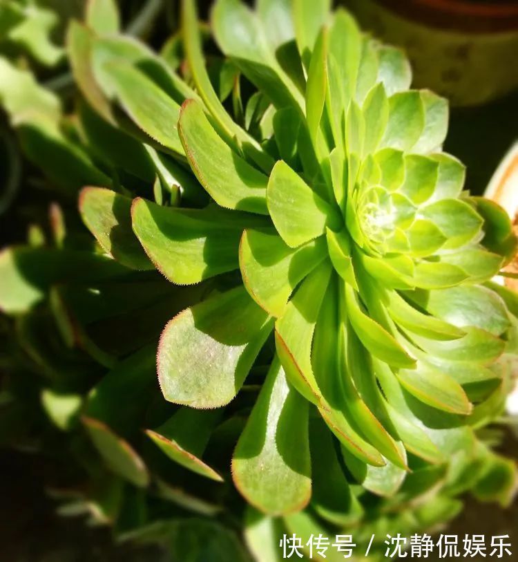 昂斯诺|一直都养不活花,直到遇见了多肉!只要用心,就能变美!