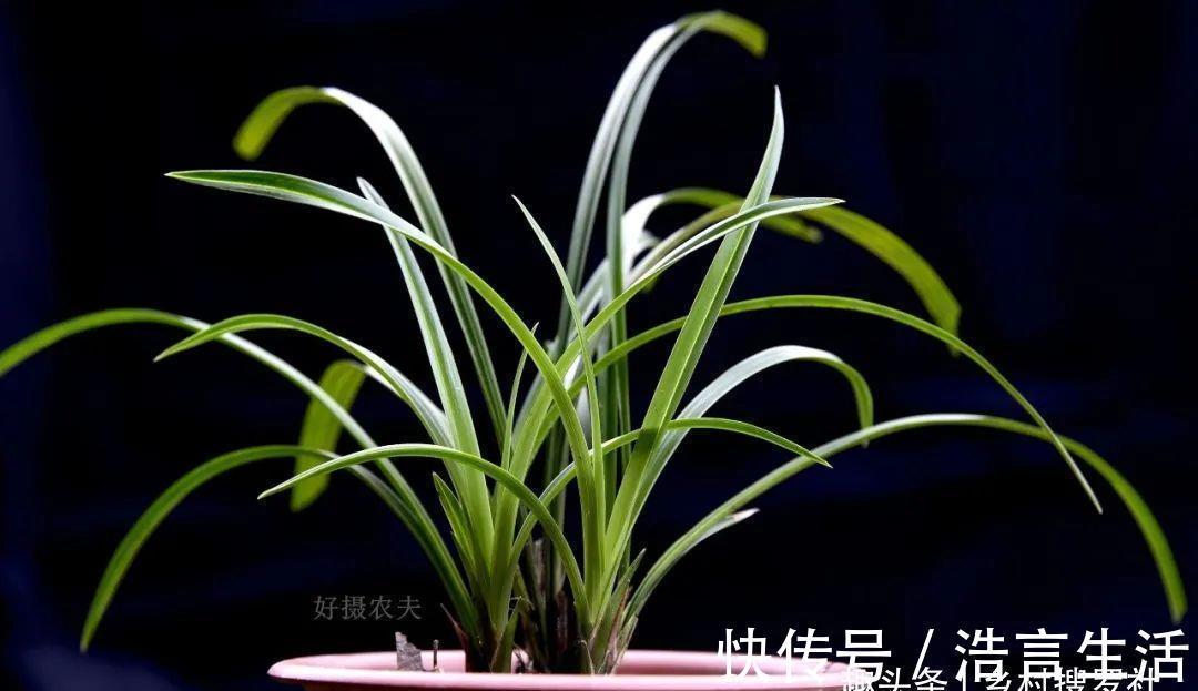 芒种|三分种、七分养,芒种时节的兰花,如何养出浓绿的叶子?