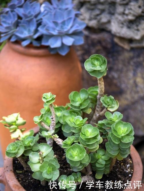 多肉品种多要会“挑”！这5种不能错过，旺福旺运家人也能受益！