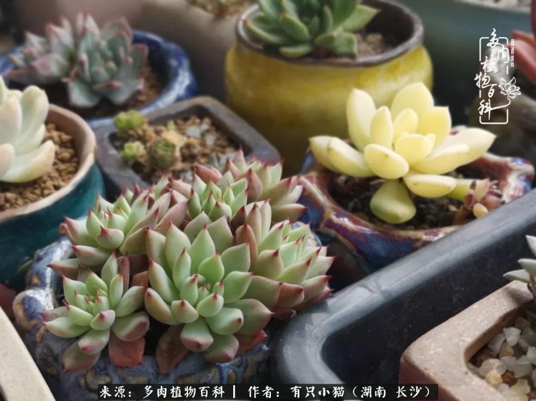 经历一个夏天的摧残，方知皮实好养的多肉才是真爱！