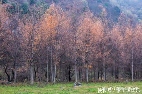 秦岭山中藏着一片草原，牛羊成群却不见主人放养，风景不输新疆