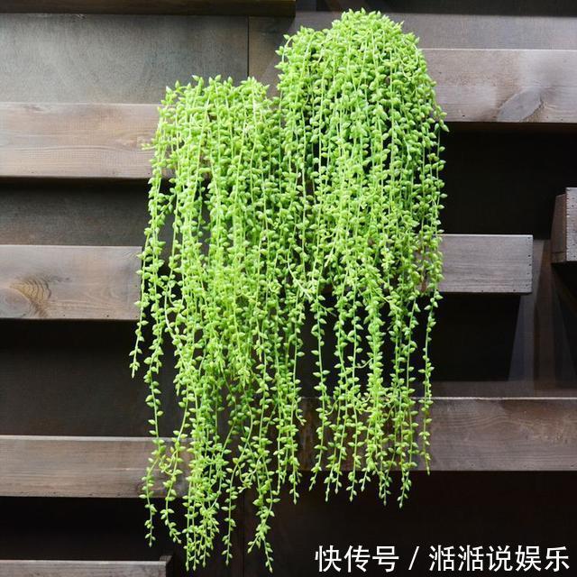 珍珠吊兰这样养,一根一串佛玉珠,颗粒粒喝饱水,价格翻了好几倍