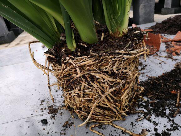 养君子兰，有一个“小技巧”，长得叶大叶宽，花多，根系壮