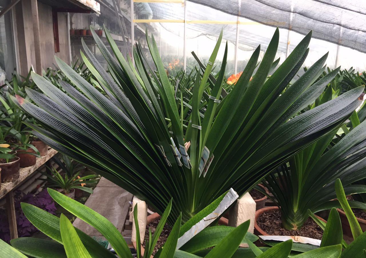 养好君子兰,根本不花钱,找点“废物”浇一浇,长成“极品兰”