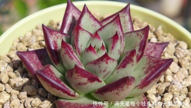 适合新手养护的4款经典多肉,便宜好养易上色,花友几乎都养过