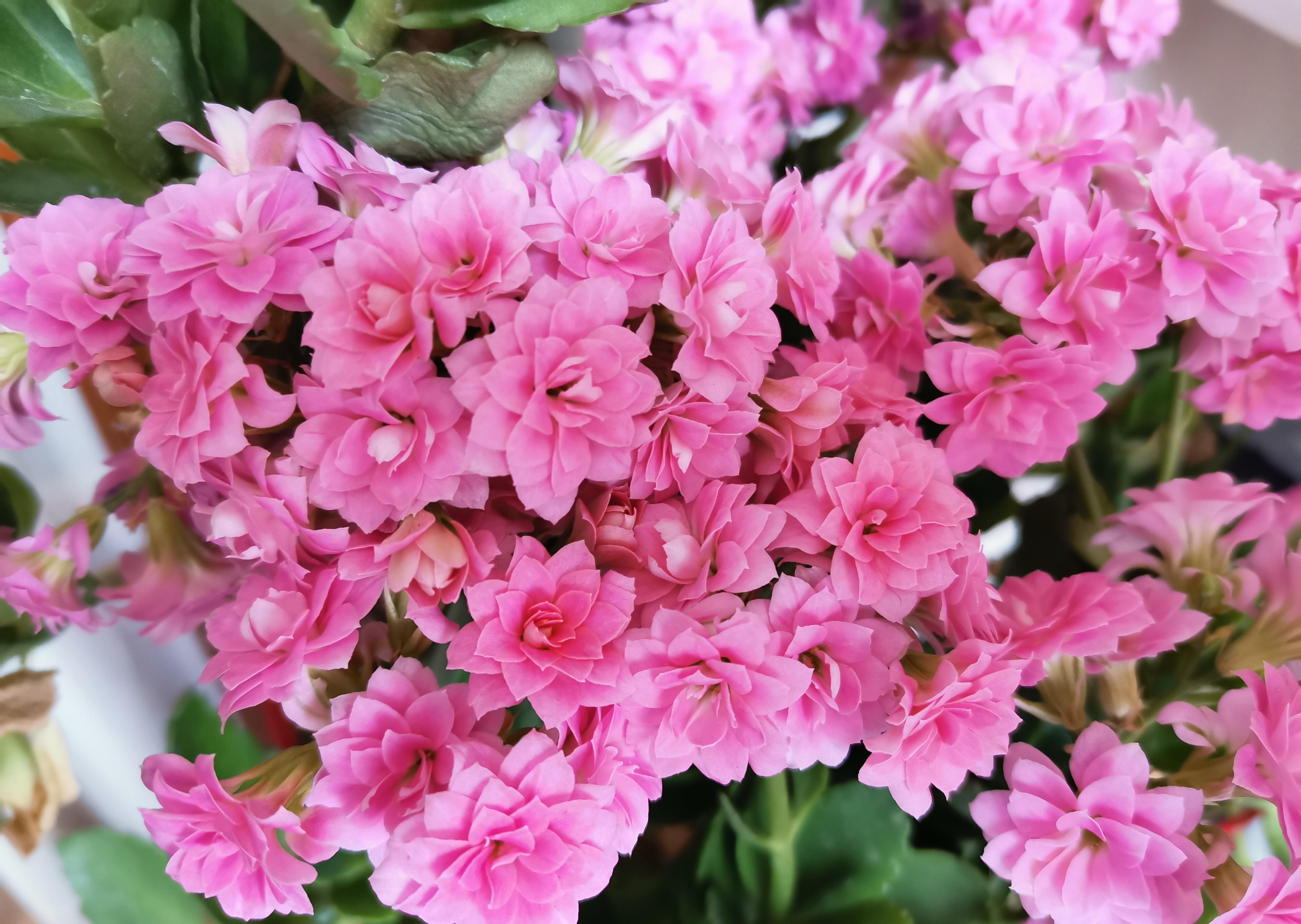 长寿花好看却养不好,对照这“7点”,来看看问题出在哪