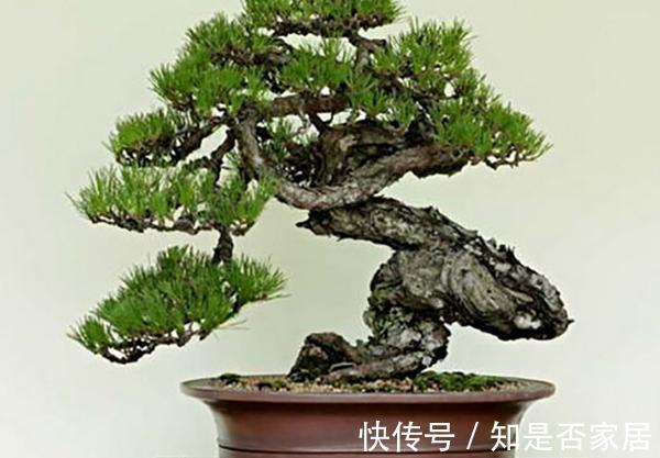 腐殖质|养花试试这款，高速发育的春秋阶段，是需要偶尔追加液体肥