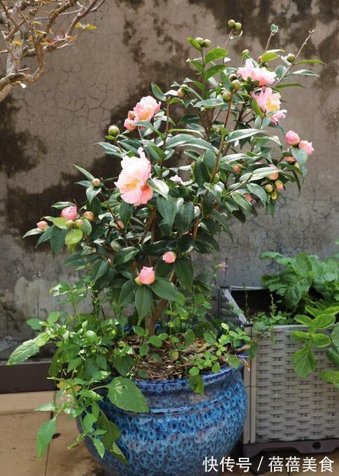 19种常见花“耐寒能力”一览表，天冷要不要“入室”，看看就知道