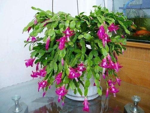 养花人的6种“毛病”，全中了都是养花高手，我中了4个！