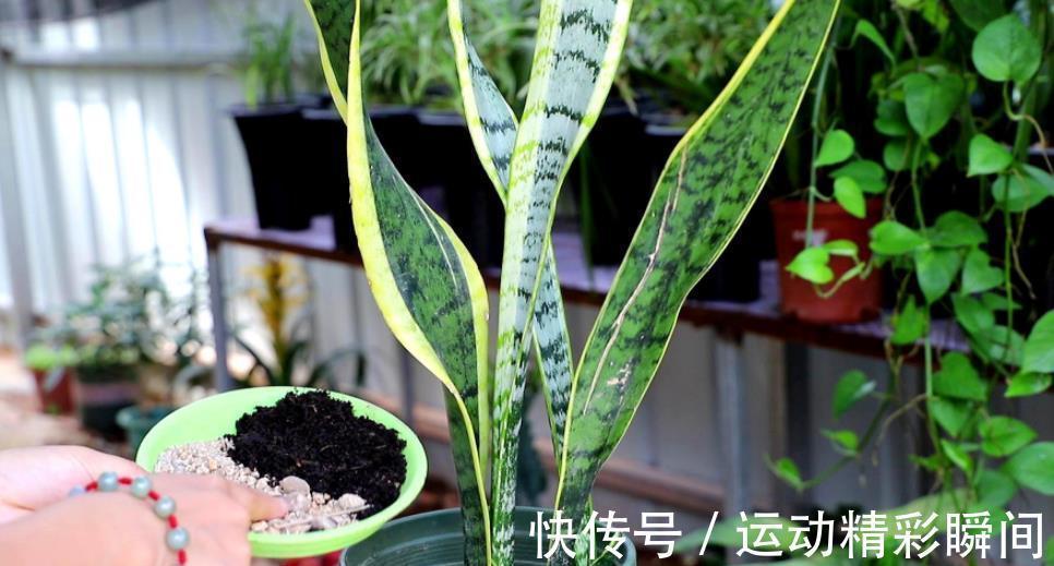 秋冬养虎皮兰，3个动作催一催，叶片挺拔有格调，还能爆出小崽子