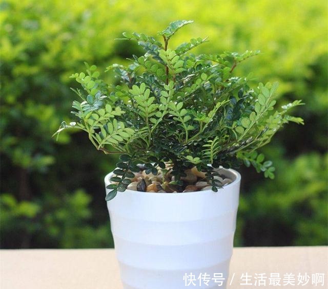 老家村里都不点蚊香原来家家户户都养这种“草”,好看耐活不贵!