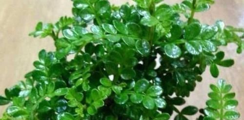 养花试试这几款,比牡丹还美,谁都能养好,轻轻松松爆满盆