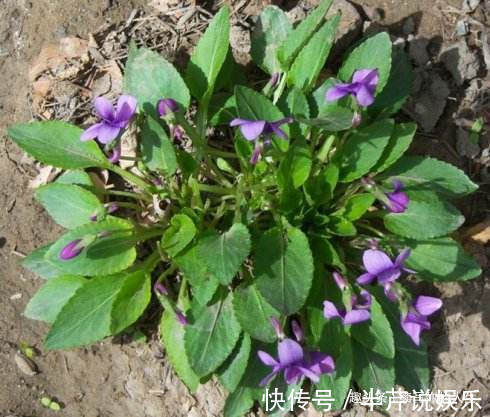 淋巴细胞|十个人九个脖子痛,常用此野草泡水擦,哪都不痛了,早试早健康!