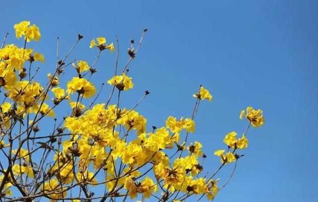 低薪|东莞“小蛮腰”刷屏朋友圈！牛年这些景点很“红”