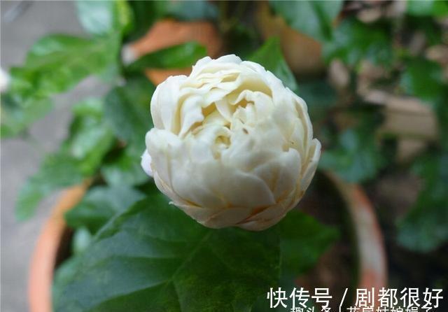 虎头茉莉虽然养殖难度大,但做好这几点,也能轮番开花赛牡丹