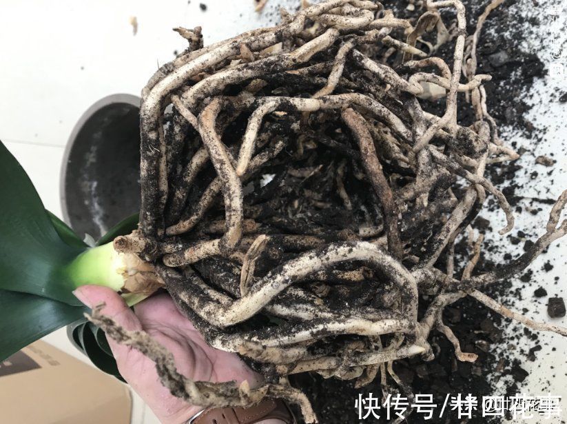 陶粒|秋天给君子兰翻盆,盆土加“4种颗粒”,透气不积水,1年不烂根