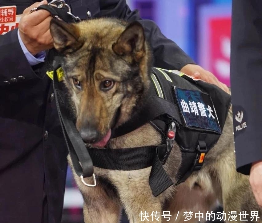 安全感的神！王一博捧脸警犬的场面，带着一股柔和的感觉。