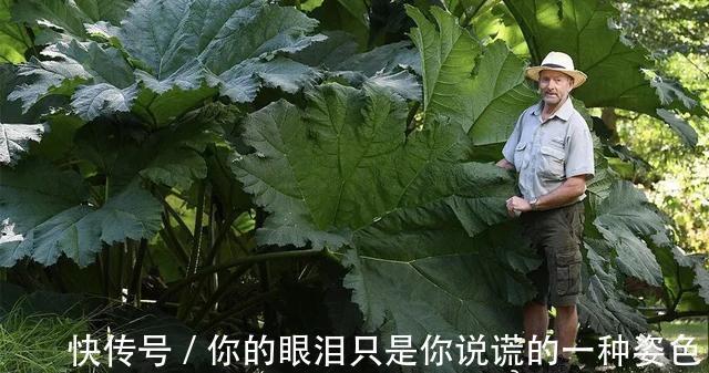 惹不起的花，叶子直径3米大，一片叶子盖住3个人