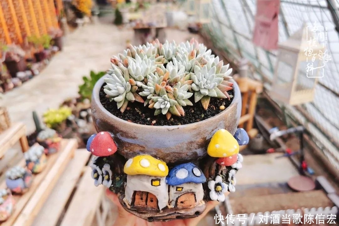 多肉桃花源:别人笑我太疯癫,我笑他人看不穿!
