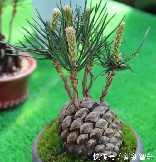 多捡些松果带回家,一处理埋土里,轻松长成精致的绿植盆景