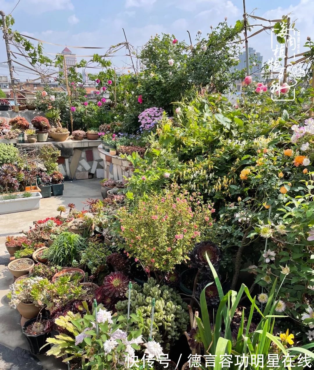 最美四月天,去杨姐的屋顶花园,赴一场花约!