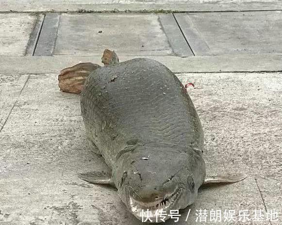 掠食者|佛山钓鱼人,河里钓获半米长尖嘴鱼,这鱼已成广东江河大害