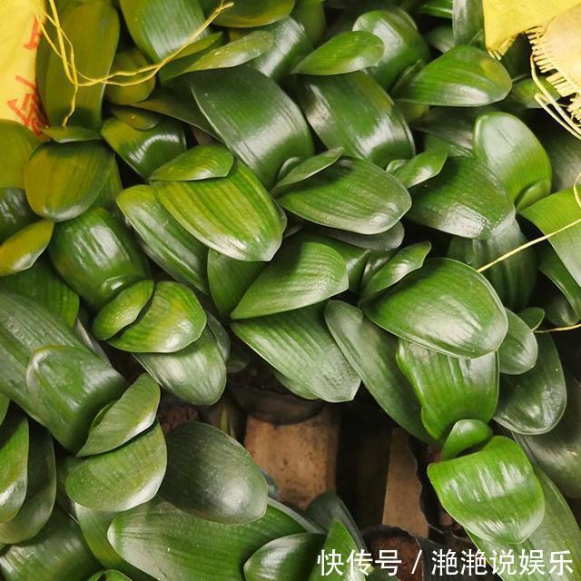 新芽|8月给君子兰换盆要谨慎，“3个方面”要留意，天冷猛开花，长新叶