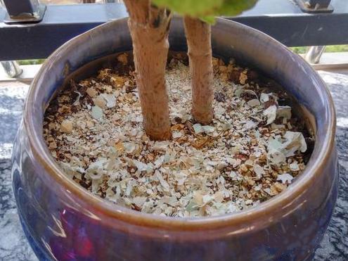 花盆下垫上“4料”，胜过磷酸二氢钾，养啥花都旺