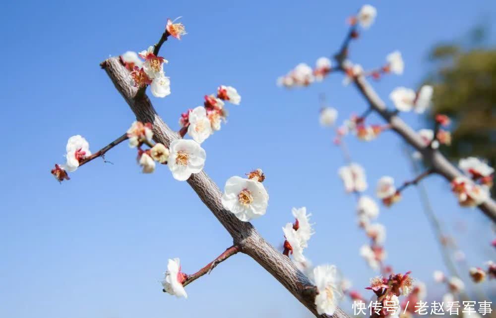 赏景啦！新年添喜色，西昌湿地公园梅花绽放