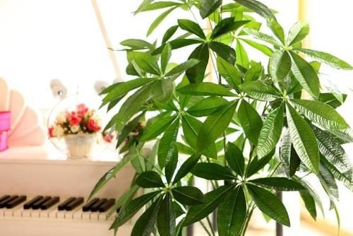  呼呼|发财树、栀子、茉莉、月季，冬季剪剪，春天才能呼呼冒花芽