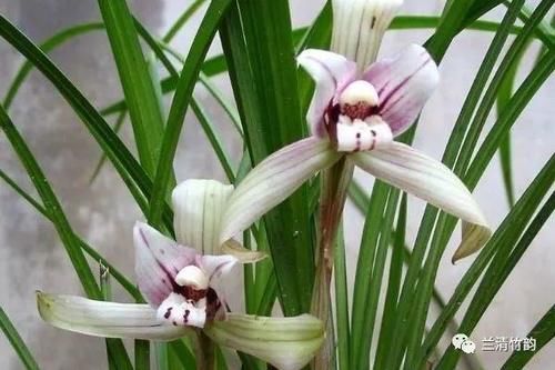 兰花怎么养：四季兰花的养殖方法和注意事项