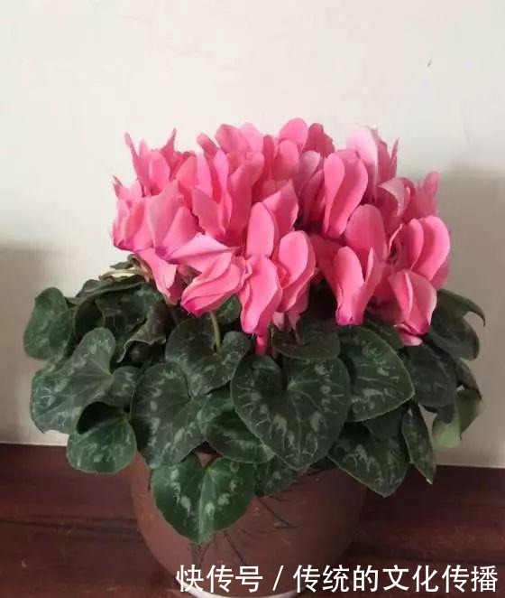 十一前后养3种花，冬天能看雪赏花！十一前后养3种花，冬天能看雪赏花！