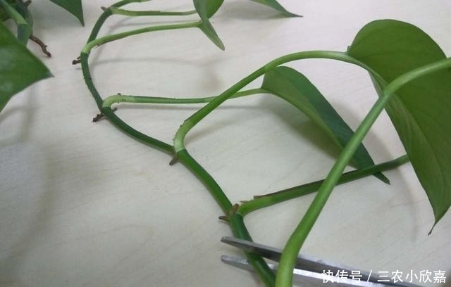 发芽|水培绿萝的时候用点这, 生根发芽全部加倍