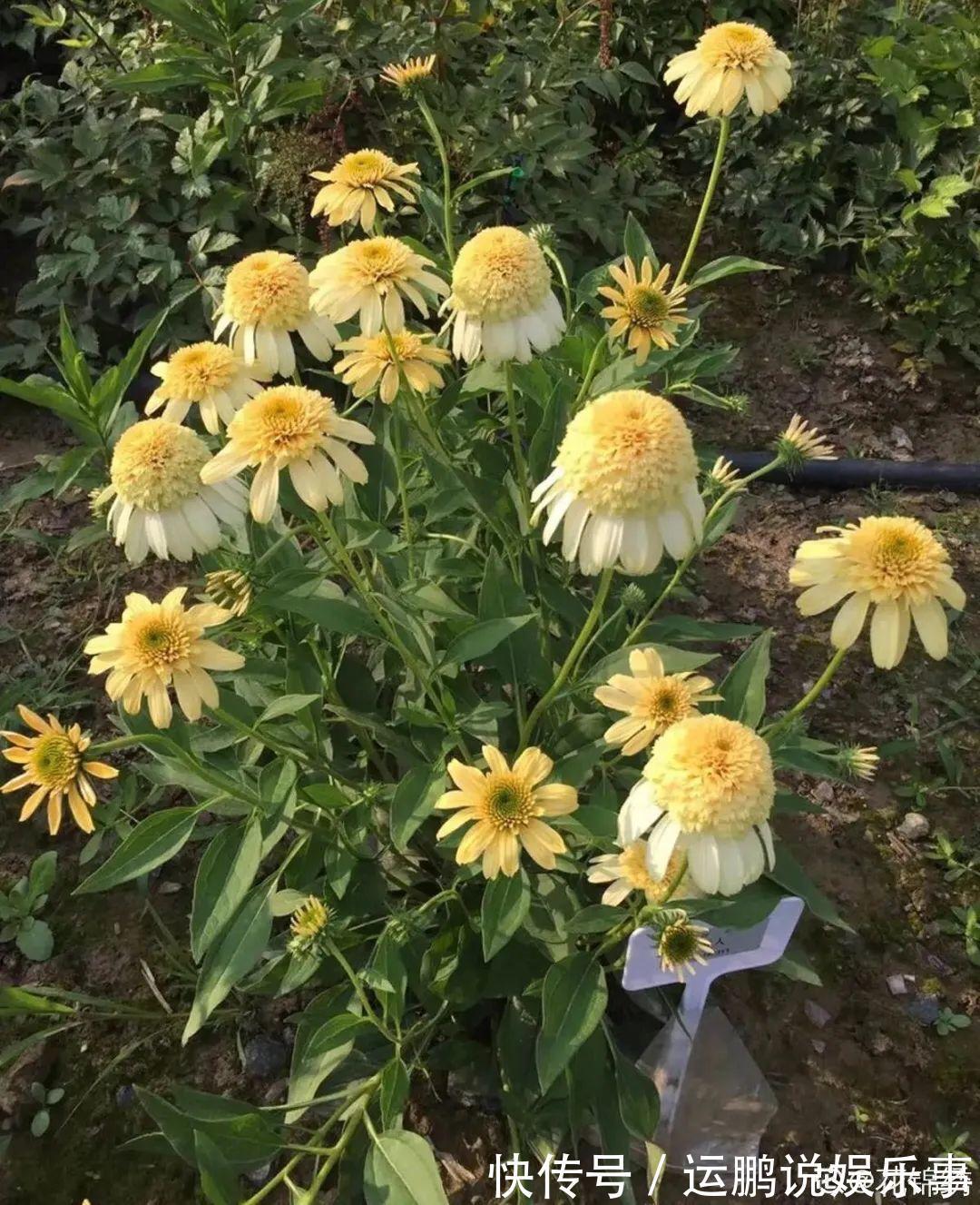 三角梅|30种夏天花,热不死、晒不死,大半年都开花,还没病虫害