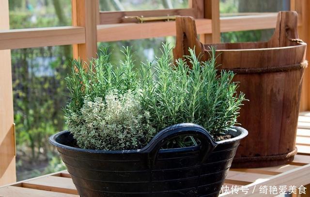 蚊子害怕这“5种花”,夏天养1盆,蚊虫躲的远,安心睡觉