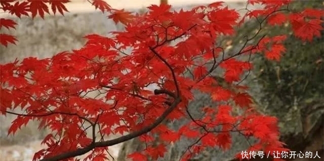 动人|绝美秋词:含蓄动人,意蕴无穷的相思枫叶丹