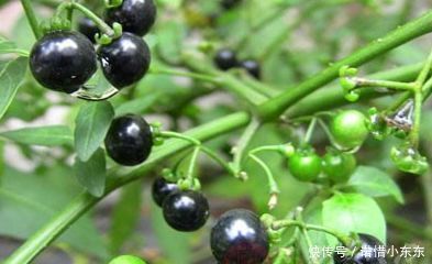 路边黑黑甜甜的小果实,竟有如此效果,真是不敢相信,建议收藏