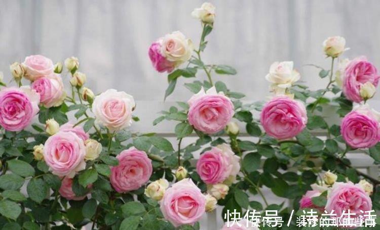 小花园|5种花漂亮又好养,比牡丹好看,阳台开花变温馨小花园