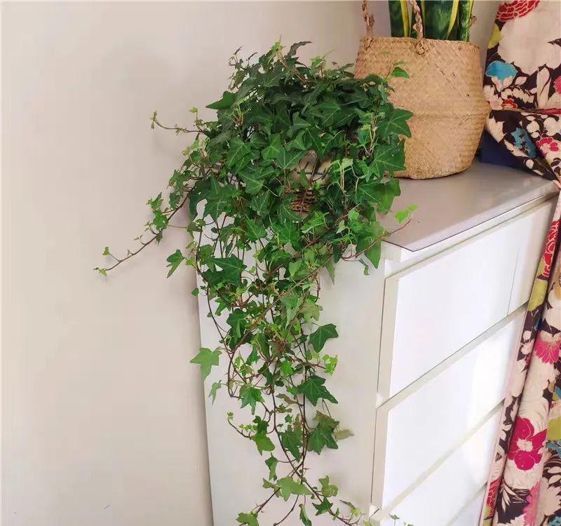 虎皮兰|种健康花,家里养一盆,格调高寿命长,干净,健康,运气好