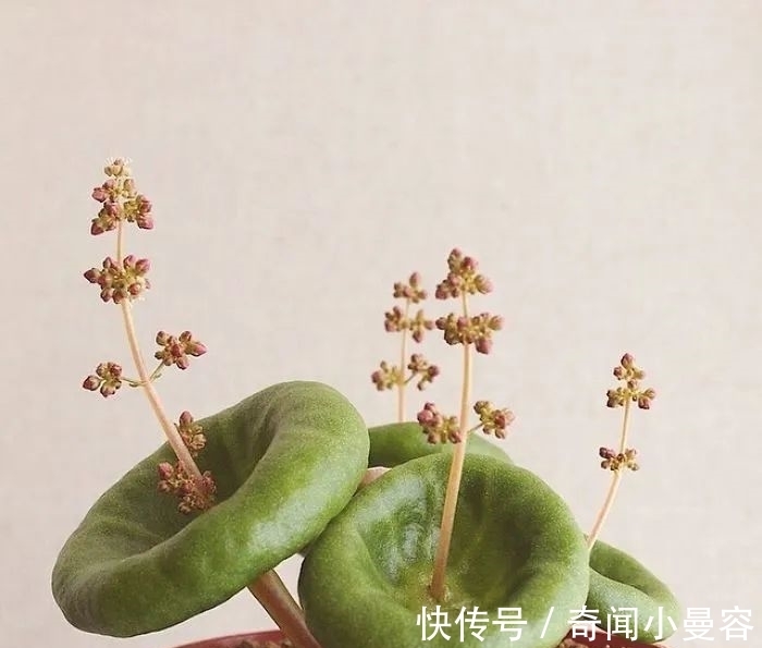 漂亮|20个难得一见的多肉植物,每一个都漂亮极了