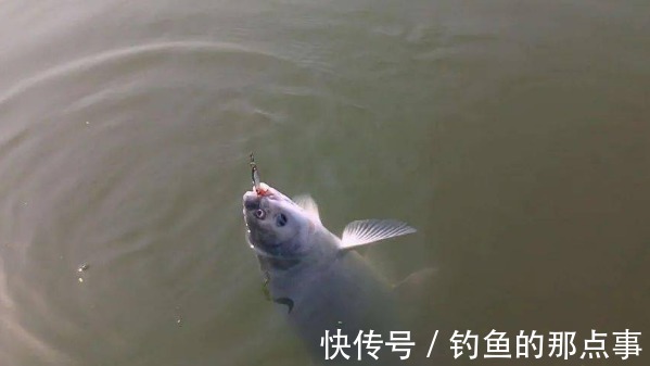 早春时,水库的鱼不好钓?掌握这6点规律,钓的鱼一个比一个大