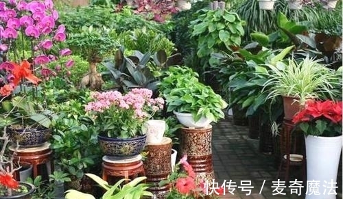 4个养花坏习惯,及时改掉,不然什么花都难养好,你中了几条?