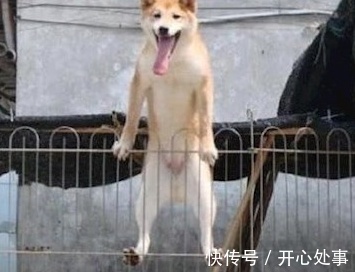 |搞笑GIF图:世上最尴尬的电风扇,从“出生”时就注定不能转动