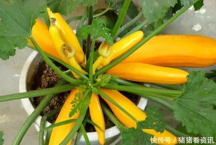 阳台养上“4种菜”,长得快结果多,一摘1篮子,不用出门买!