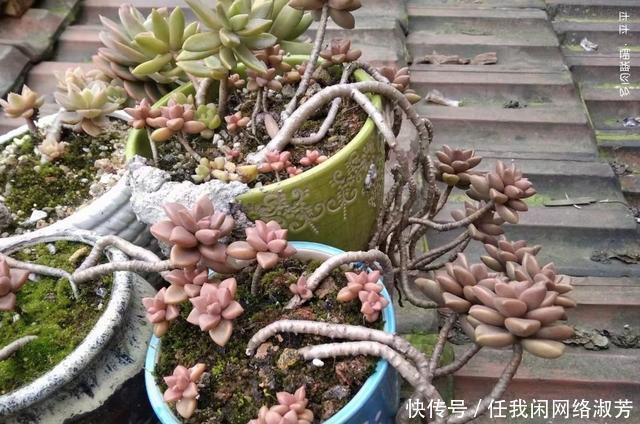 养多肉,不讲究,风风雨雨,依然安好