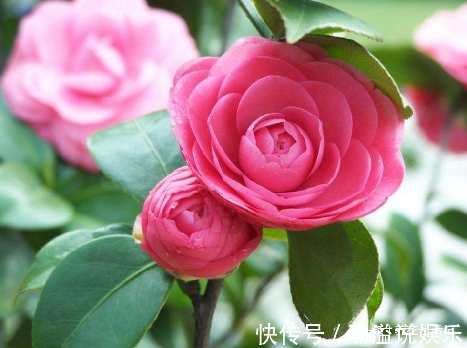 茶花|生长慢的茶花，剪剪后换换土，新芽萌发枝叶茂密，来年花量翻倍！